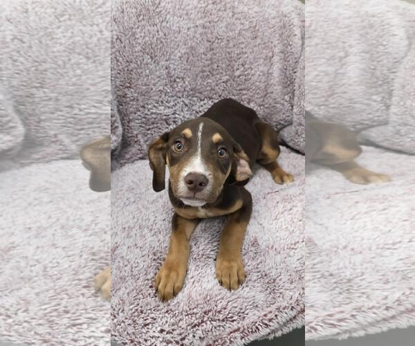 Medium Photo #4 Labrador Retriever-Unknown Mix Puppy For Sale in Rockwall, TX, USA