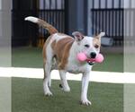 Small #1 American Staffordshire Terrier Mix