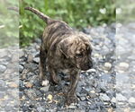 Small #1 American Bandogge mastiff