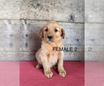 Small #3 Golden Retriever
