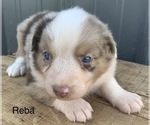 Small Photo #10 Australian Shepherd Puppy For Sale in LYNN, IN, USA