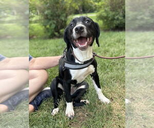 Bulldog-English Springer Spaniel Mix Dogs for adoption in Greenbelt, MD, USA