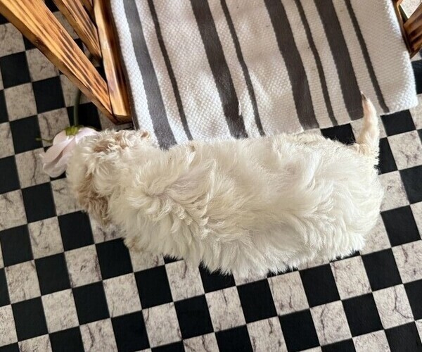 Medium Photo #5 Poodle (Miniature) Puppy For Sale in CURTISS, WI, USA