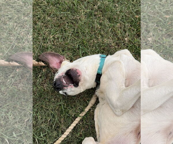 Medium Photo #7 Lab-Pointer Puppy For Sale in Rustburg, VA, USA