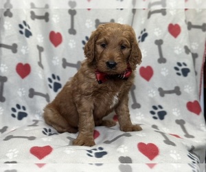 Goldendoodle Puppy for Sale in LAKELAND, Florida USA