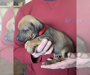 Rhodesian Ridgeback Puppy for sale in DIVIDE, CO, USA