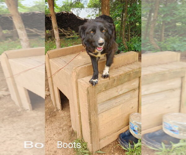 Medium Photo #3 Border Collie-Unknown Mix Puppy For Sale in Cromwell, KY, USA