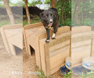 Boots - Female Border Collie-Unknown Mix Dog for Adoption - Photo #3