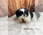 Small #2 Pekingese