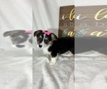 Small #3 Pembroke Welsh Corgi