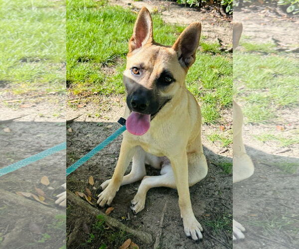 Medium Photo #4 German Shepherd Dog-Unknown Mix Puppy For Sale in Newport Beach, CA, USA