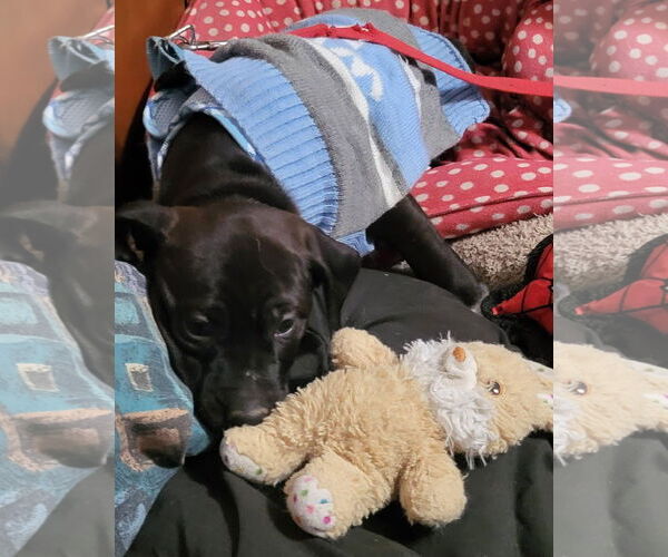 Medium Photo #9 Labrador Retriever-Unknown Mix Puppy For Sale in Germantown, OH, USA