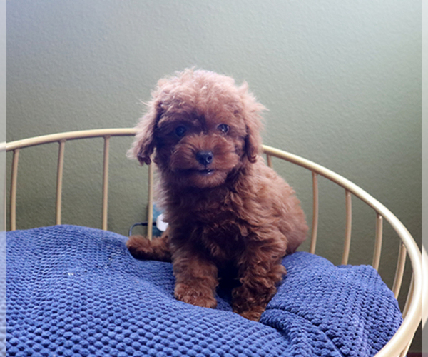 Medium Photo #1 Poodle (Toy) Puppy For Sale in LOS ANGELES, CA, USA