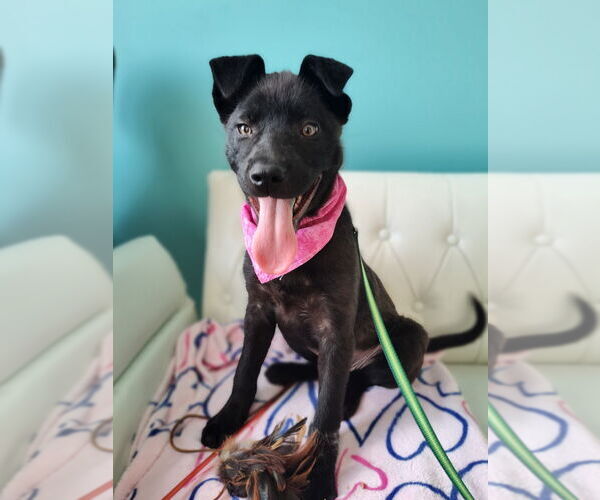 Medium Photo #6 Siberian Husky-Unknown Mix Puppy For Sale in Minneapolis, MN, USA