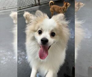 Pomeranian Dogs for adoption in Los Angeles, CA, USA