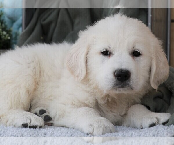 Medium Photo #14 Golden Retriever Puppy For Sale in SYRACUSE, IN, USA