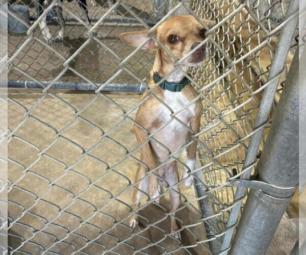 Medium Photo #20 Rat-Cha Puppy For Sale in Princeton, MN, USA