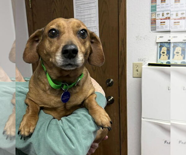 Medium Photo #5 Dachshund-Unknown Mix Puppy For Sale in Fargo, ND, USA