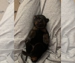Puppy Grey Collar Doberman Pinscher