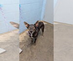 Small Photo #4 Mutt Puppy For Sale in Evansville, IN, USA
