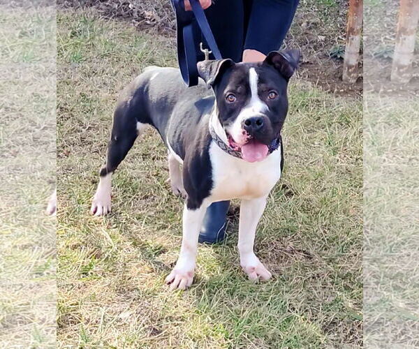 Medium Photo #3 American Pit Bull Terrier-Unknown Mix Puppy For Sale in Perth Amboy, NJ, USA