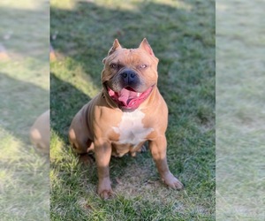 Mother of the American Bully puppies born on 12/29/2023