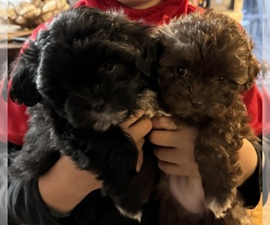 ShihPoo Puppy for sale in CROSBY, MN, USA