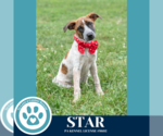 Small #3 Labrador Retriever Mix