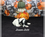 Small #5 Poodle (Toy)