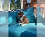 Small Photo #10 Bernedoodle Puppy For Sale in BLUE SPRINGS, MO, USA