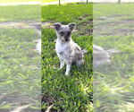 Small #13 Poodle (Toy) Mix