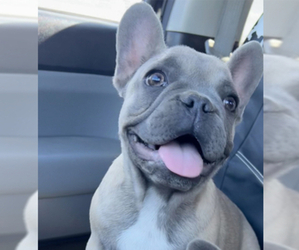 French Bulldog Puppy for sale in WACO, TX, USA