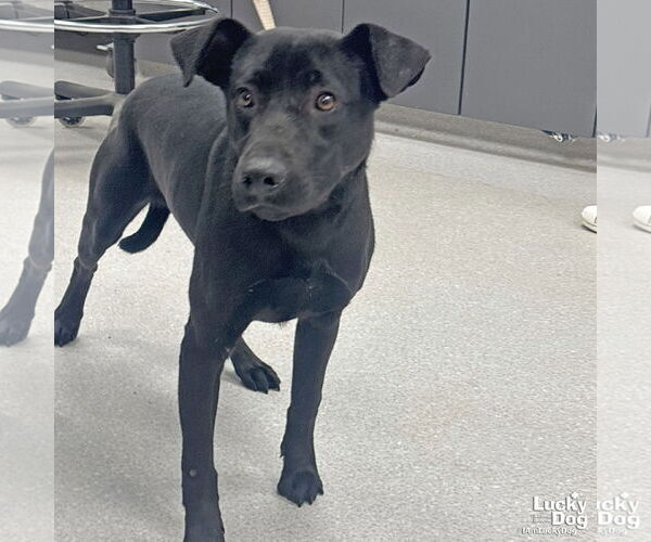 Medium Photo #2 Labrador Retriever-Unknown Mix Puppy For Sale in Washington, DC, USA