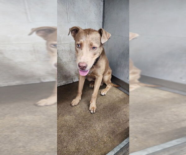 Medium Photo #1 American Pit Bull Terrier Puppy For Sale in San Bernardino, CA, USA