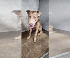 American Pit Bull Terrier Dogs for adoption in San Bernardino, CA, USA