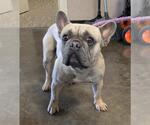 Small French Bulldog Mix