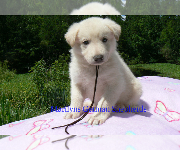 Medium Photo #1 German Shepherd Dog Puppy For Sale in PIEDMONT, MO, USA