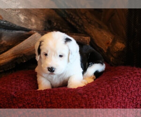 Medium Photo #2 Sheepadoodle Puppy For Sale in STANLEY, VA, USA