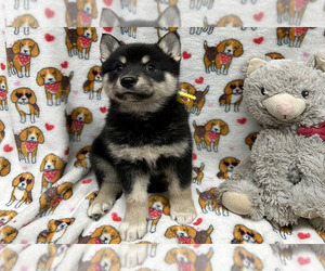 Alaskan Klee Kai-Wolf Hybrid Mix Puppy for sale in LAMAR, CO, USA