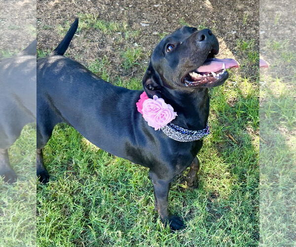 Medium Photo #2 American Pit Bull Terrier-Unknown Mix Puppy For Sale in Phoenix, AZ, USA