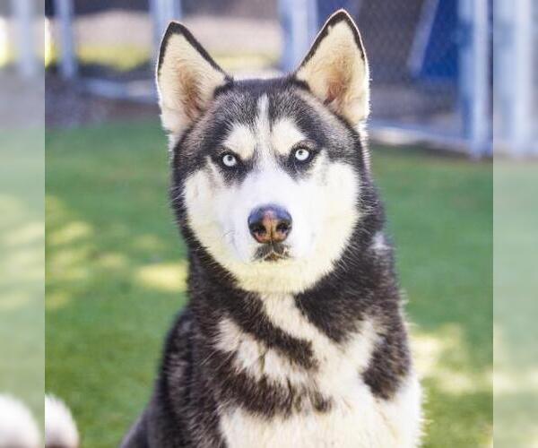Medium Photo #1 Siberian Husky Puppy For Sale in Camarillo, CA, USA