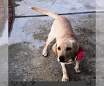 Small Photo #1 Labrador Retriever Puppy For Sale in LA PUENTE, CA, USA