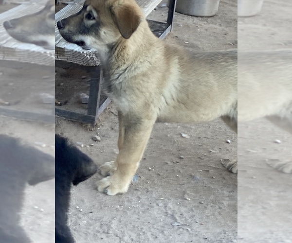 Medium Photo #13 Wolf Hybrid Puppy For Sale in ALBUQUERQUE, NM, USA