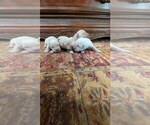 Small #2 English Cream Golden Retriever