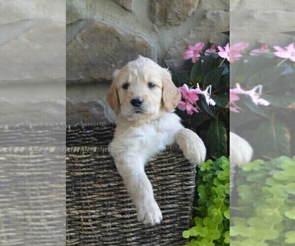 Medium Photo #3 Goldendoodle Puppy For Sale in MIFFLINBURG, PA, USA