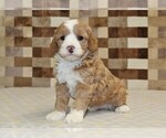 Small #4 Bernedoodle (Miniature)-Cavapoo (Miniature) Mix