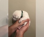 Small #46 Labrador Retriever