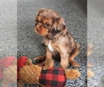 Puppy Puppy 1 Male Cavalier King Charles Spaniel