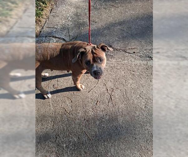 Medium Photo #1 American Pit Bull Terrier-Unknown Mix Puppy For Sale in Houston, TX, USA