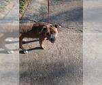 Small American Pit Bull Terrier Mix